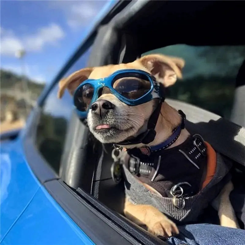 Foldable Pet Glasses Love Pet Supplies Store Store